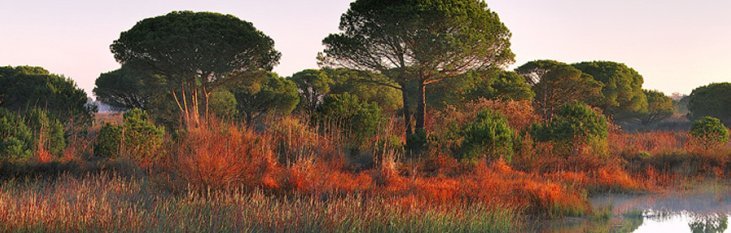 Parque Nacional de Donana parque nacional de donana, spanje, park