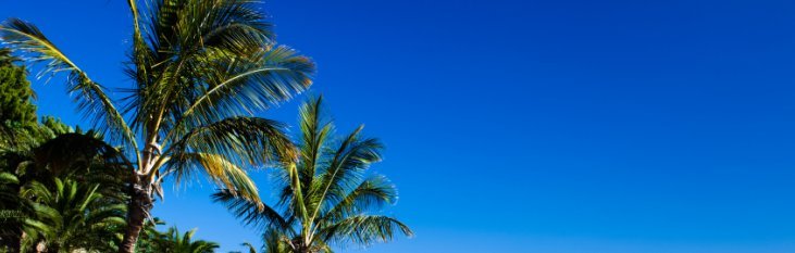 Klimaat Fuerteventura klimaat, weer, palmbomen