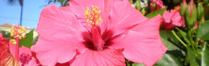 Puerto de la Cruz bloem bloem, flower, pink