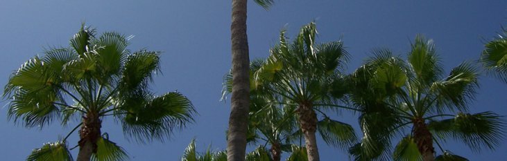 Temperatuur op Tenerife palmbomen, tenerife, weer